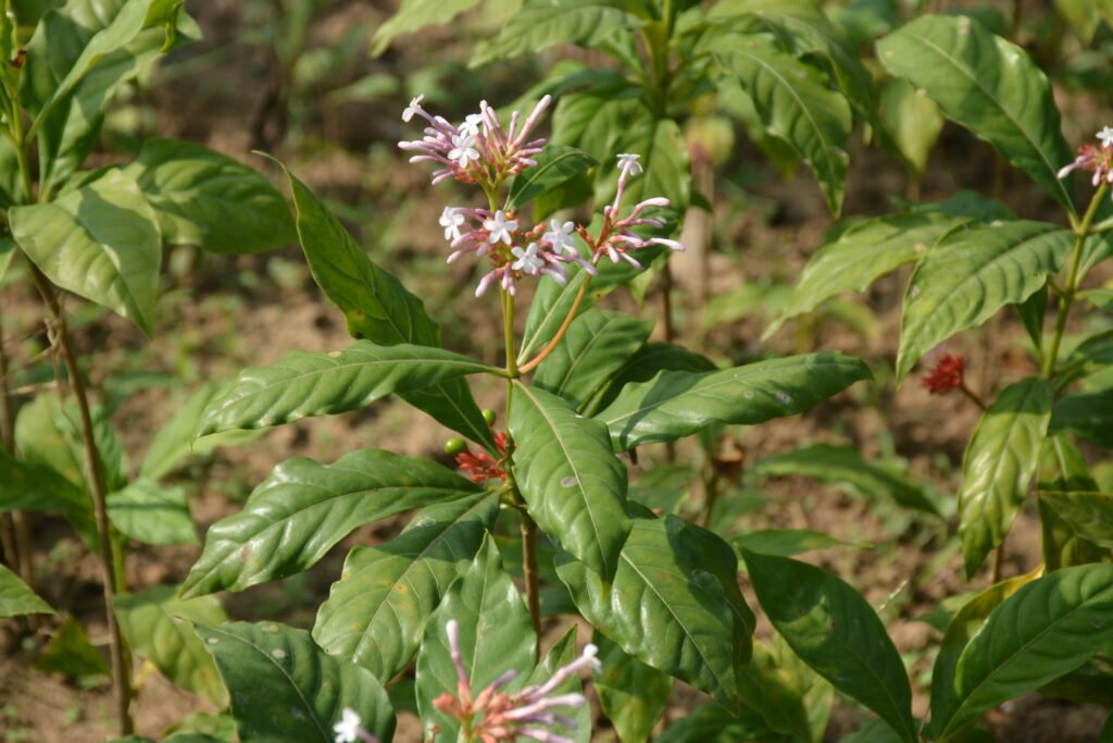 rauvolfia serpentina flower