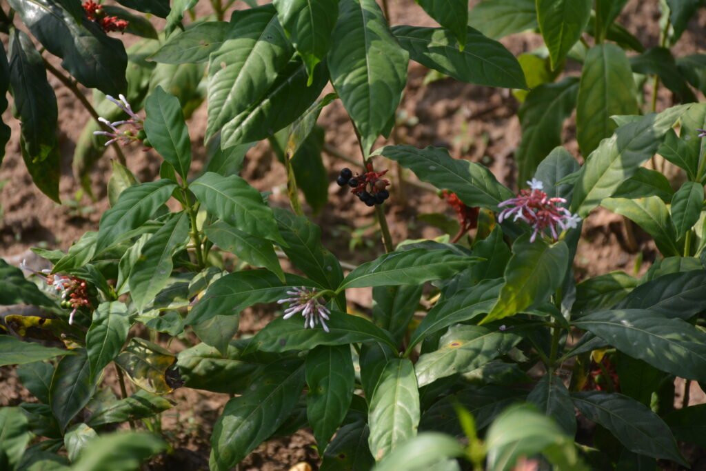 Rauvolfia serpentina