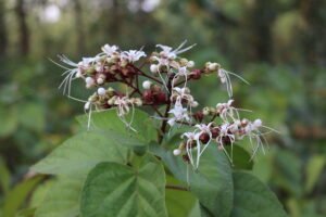 Clerodendrum infortunatum