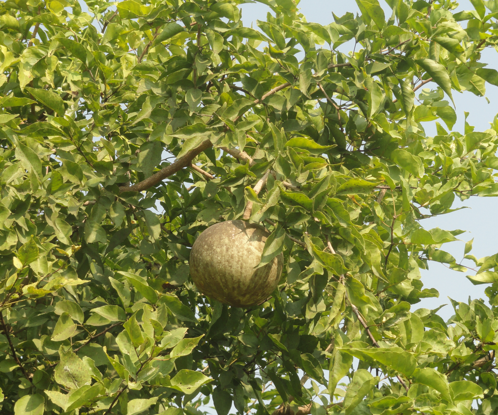 Fruit of Aegle marmelos