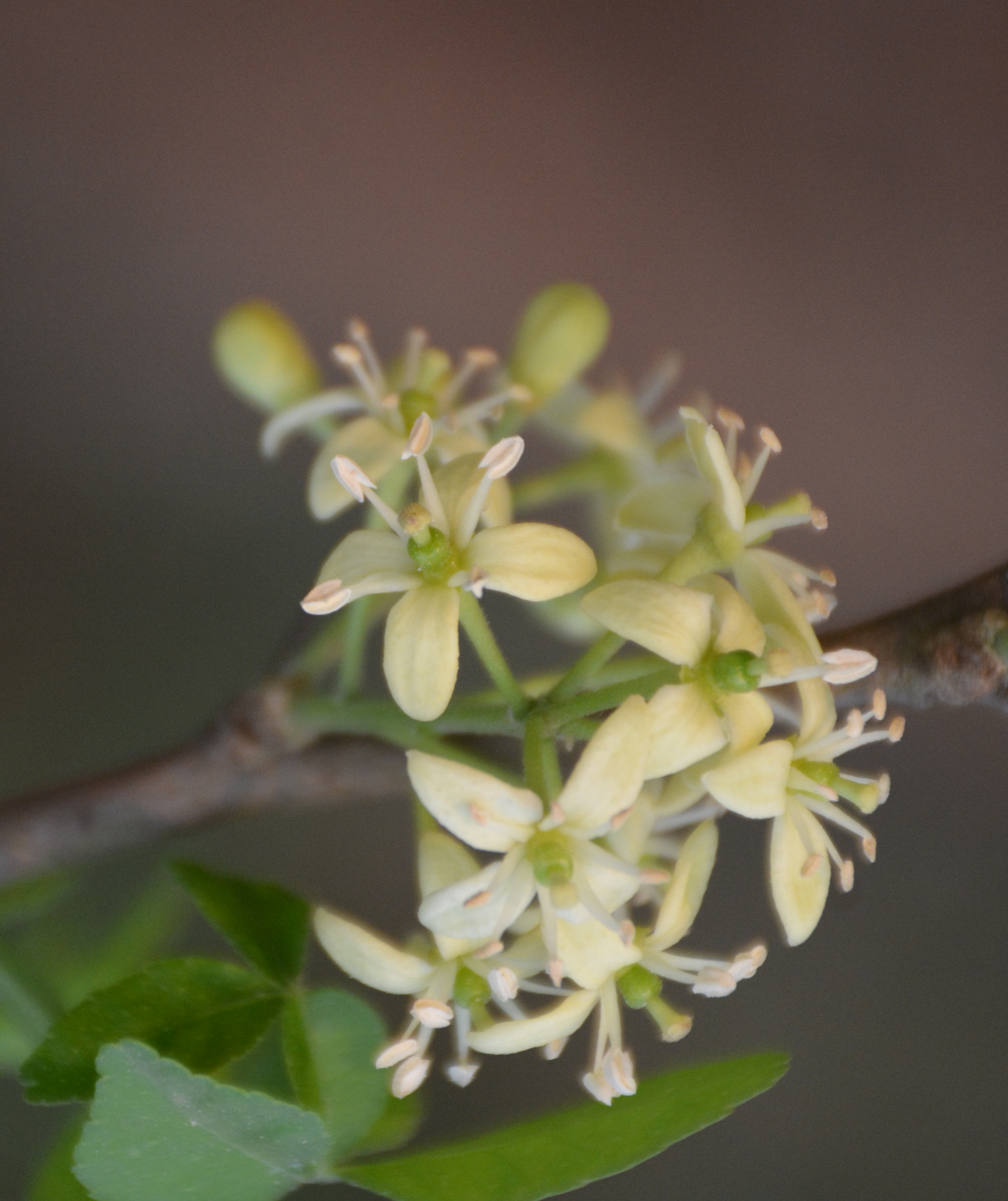 Flower of Aegle marmelos