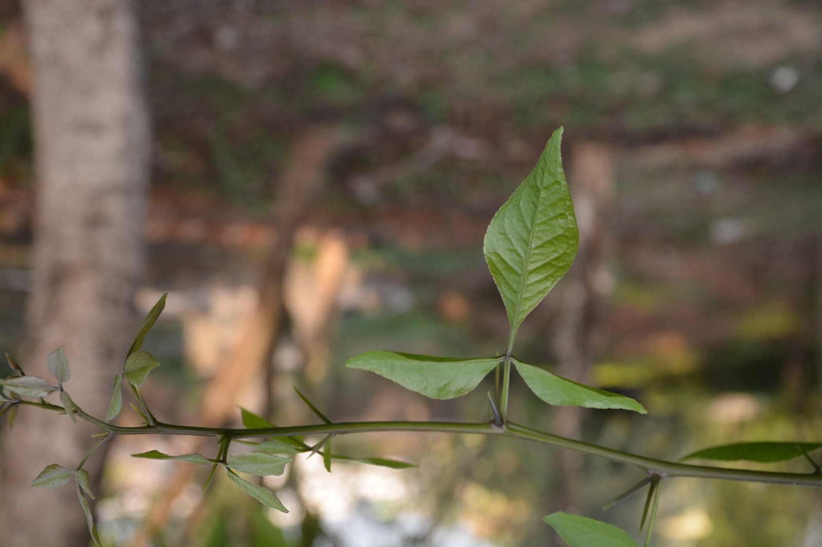 Newly emerged Leaf of Aegle mar
